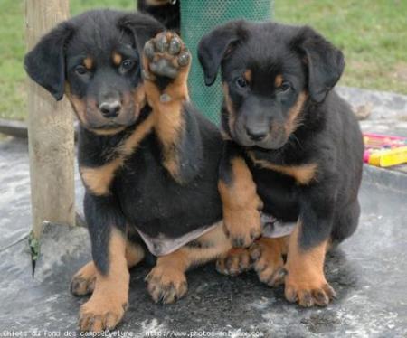 2 ptit chien tou mimi